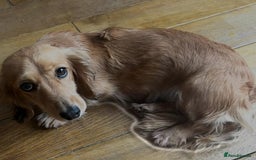 Dachshund dogs for sale: Miniature dachshund - Image 3