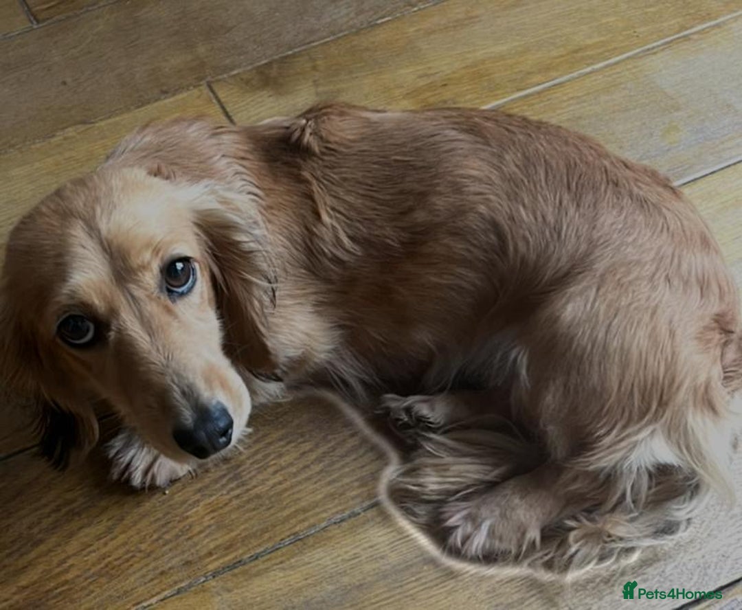 Dachshund dogs for sale: Miniature dachshund - Image 3