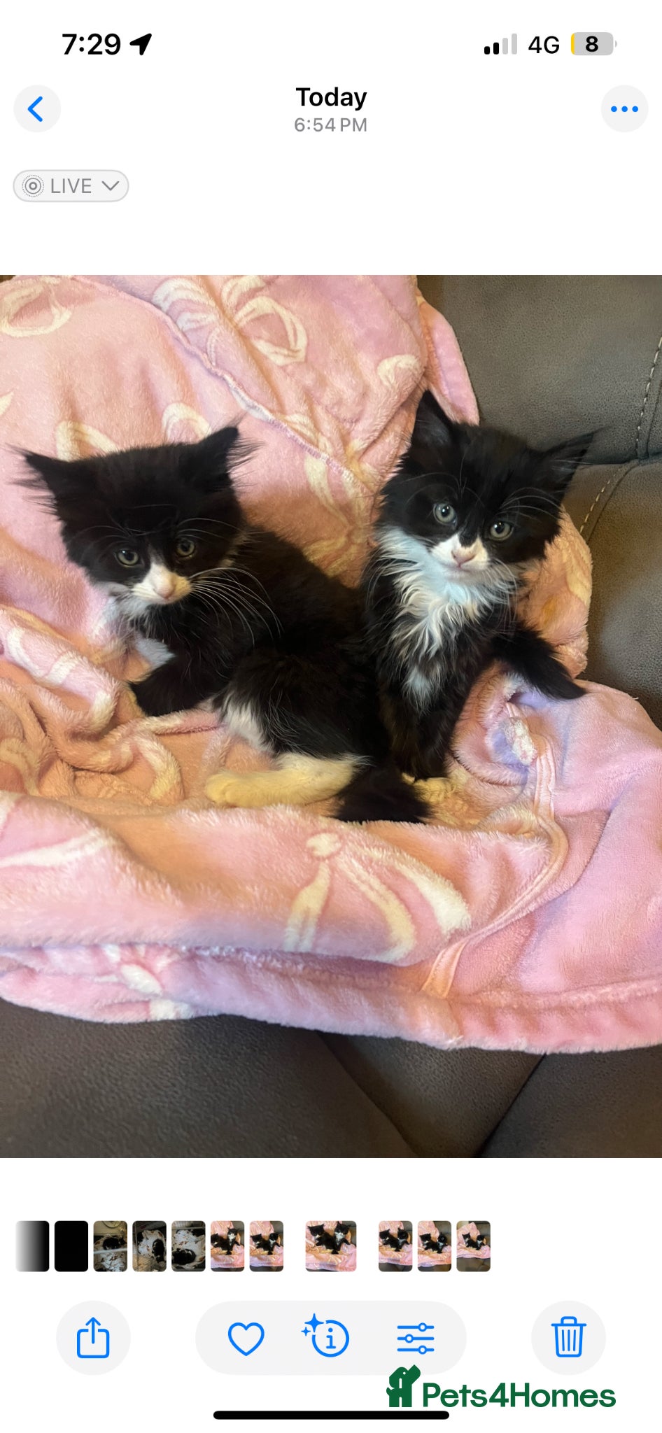 Mixed Breed cats Persian Tux X Beautiful girl 🩷🩷🩷 - Advert 1