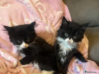 Mixed Breed cats Persian Tux X Beautiful girl 🩷🩷🩷 - Advert 1