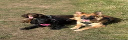 German Shepherd dogs for sale: 8yr old German Shepher Girl  - Advert 8