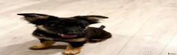 German Shepherd dogs for sale: Beautiful kc german shepherd babies - Advert 2