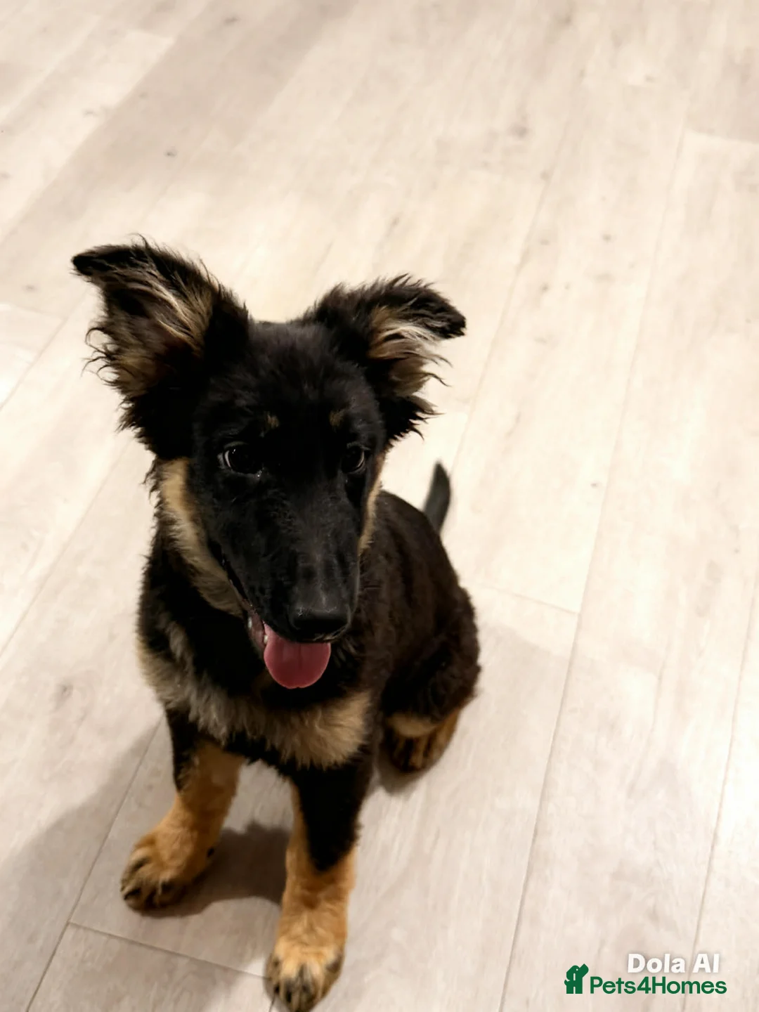 German Shepherd dogs for sale: Beautiful kc german shepherd babies - Advert 2