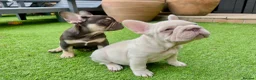 French Bulldog dogs for sale: STUNNING FRENCH BULLDOG GIRL - Advert 3