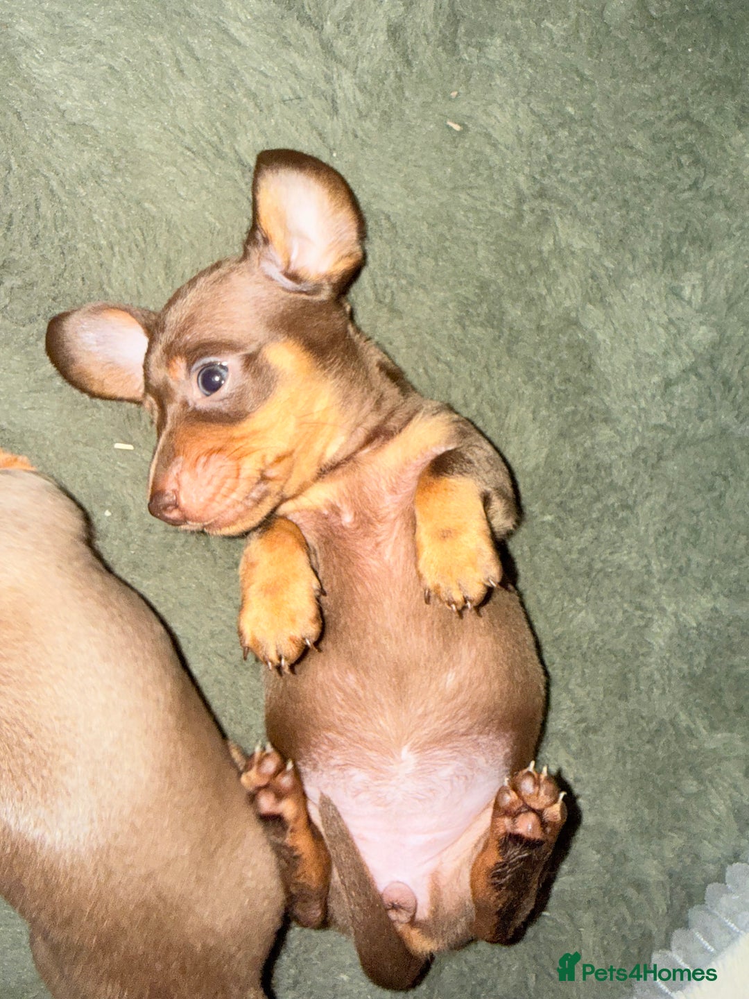 Miniature Dachshund dogs for sale: Gorgeous Chocolate & tan Miniature Dachshunds - Advert 9