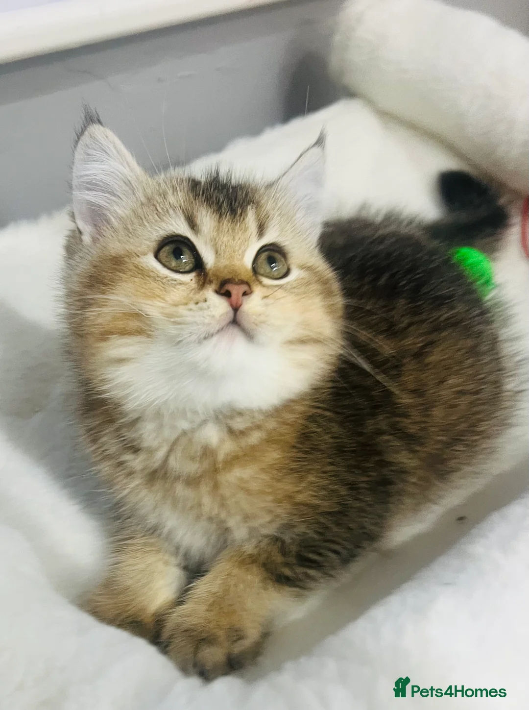 Scottish Fold cats for sale: TICA registered Pedigree boy kitten  - Advert 7