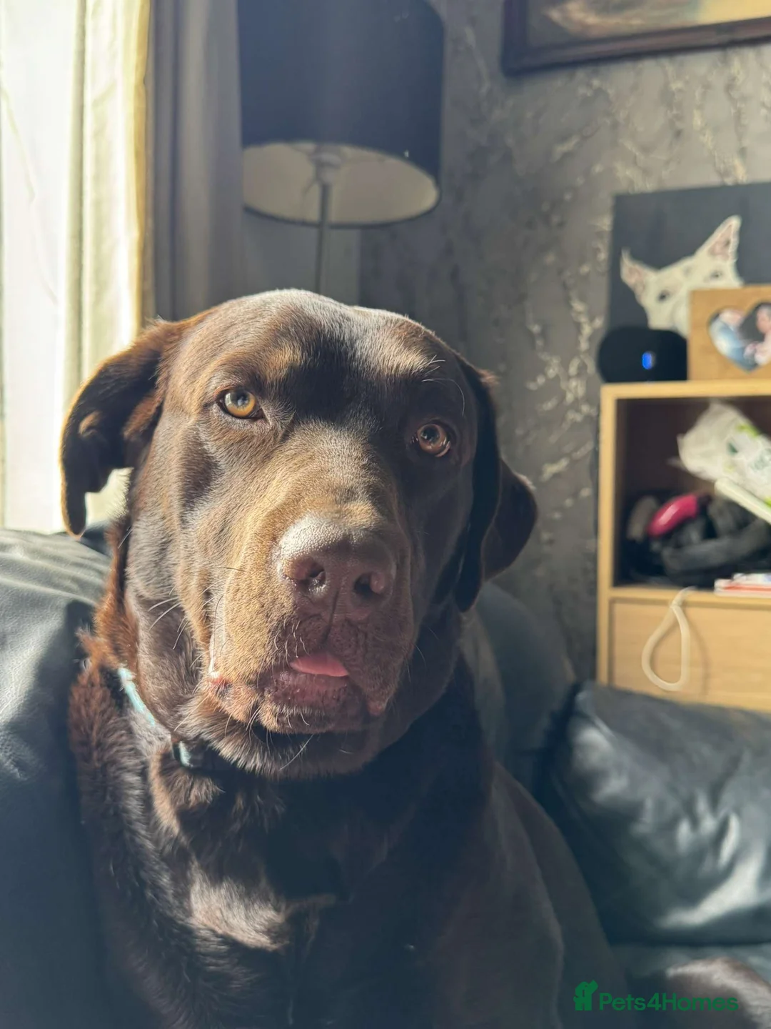 Labrador Retriever dogs for stud: Buddy - Advert 1
