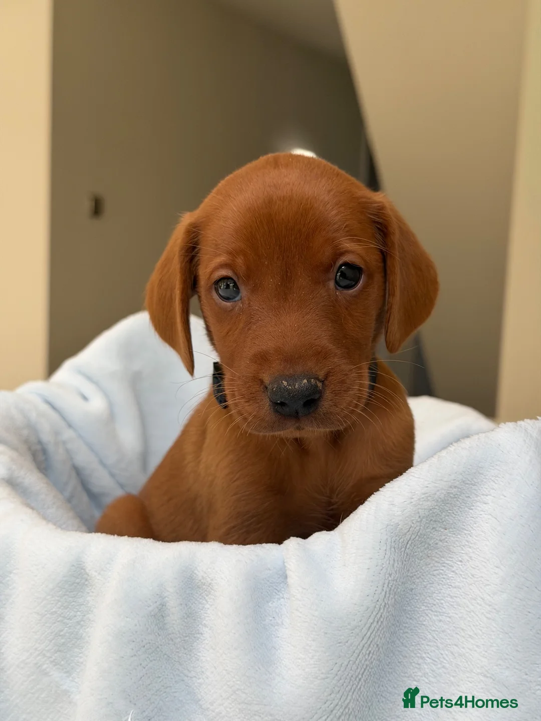 Labrador Retriever dogs for sale: Dark Fox Red Labrador Puppies – Exceptional Lines - Advert 2