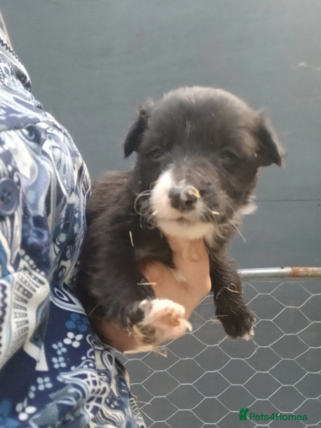 Border Collie dogs for sale: Beautiful collie pupa in Ilkley - Advert 2