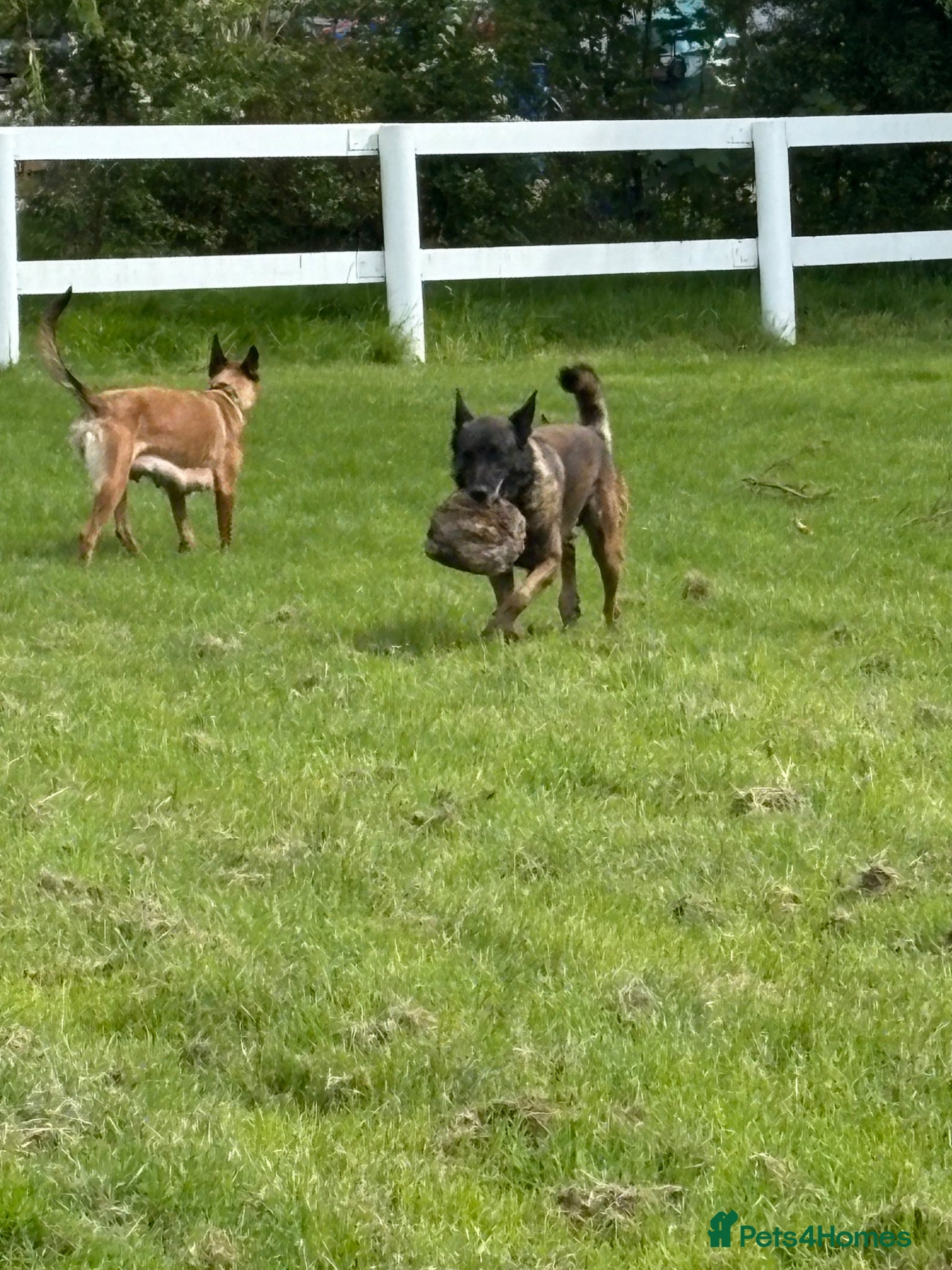 Belgian Shepherd Dog dogs for sale: **READY NOW** Belgian Mallinois Pups - Advert 15