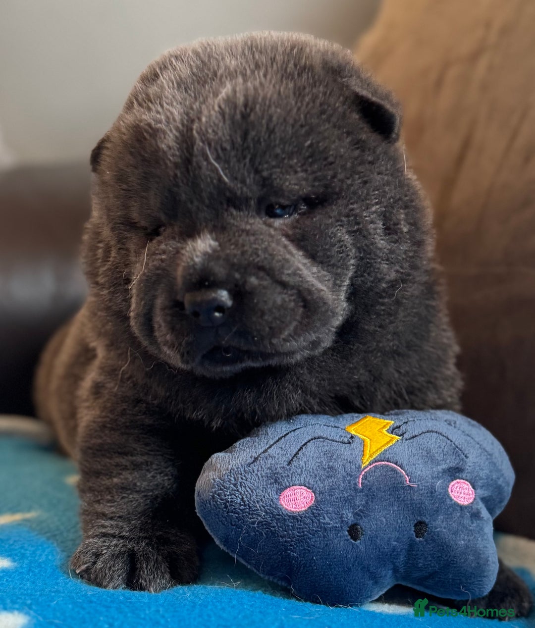 Chow Chow dogs for sale: Wyvernwests puppies have arrived  🐶  - Image 13