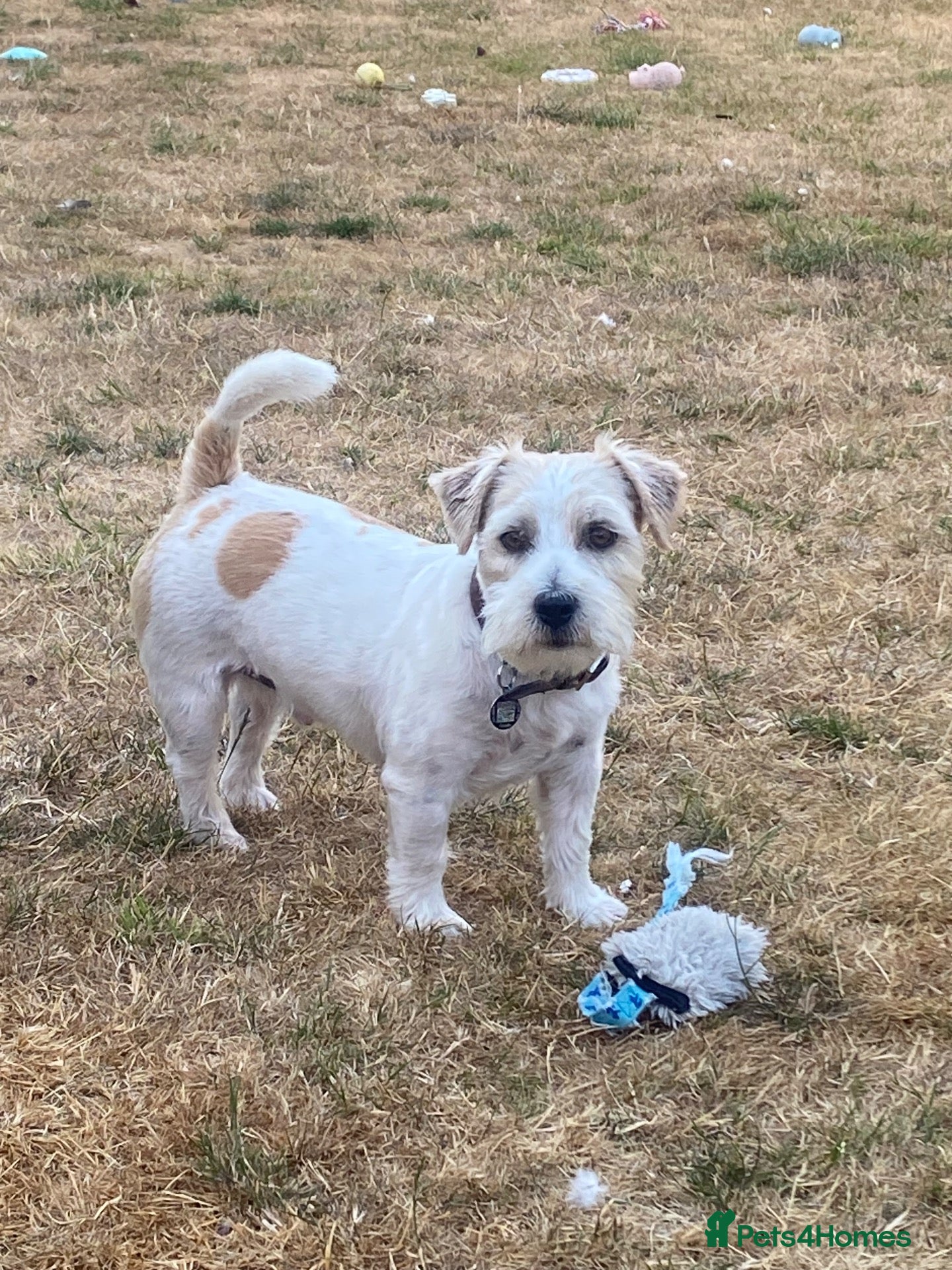 Jack Russell dogs KC registered Jack Russel Terrier available stud  - Advert 2