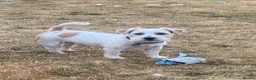 Jack Russell dogs for stud: KC registered Jack Russel Terrier available stud  - Advert 1