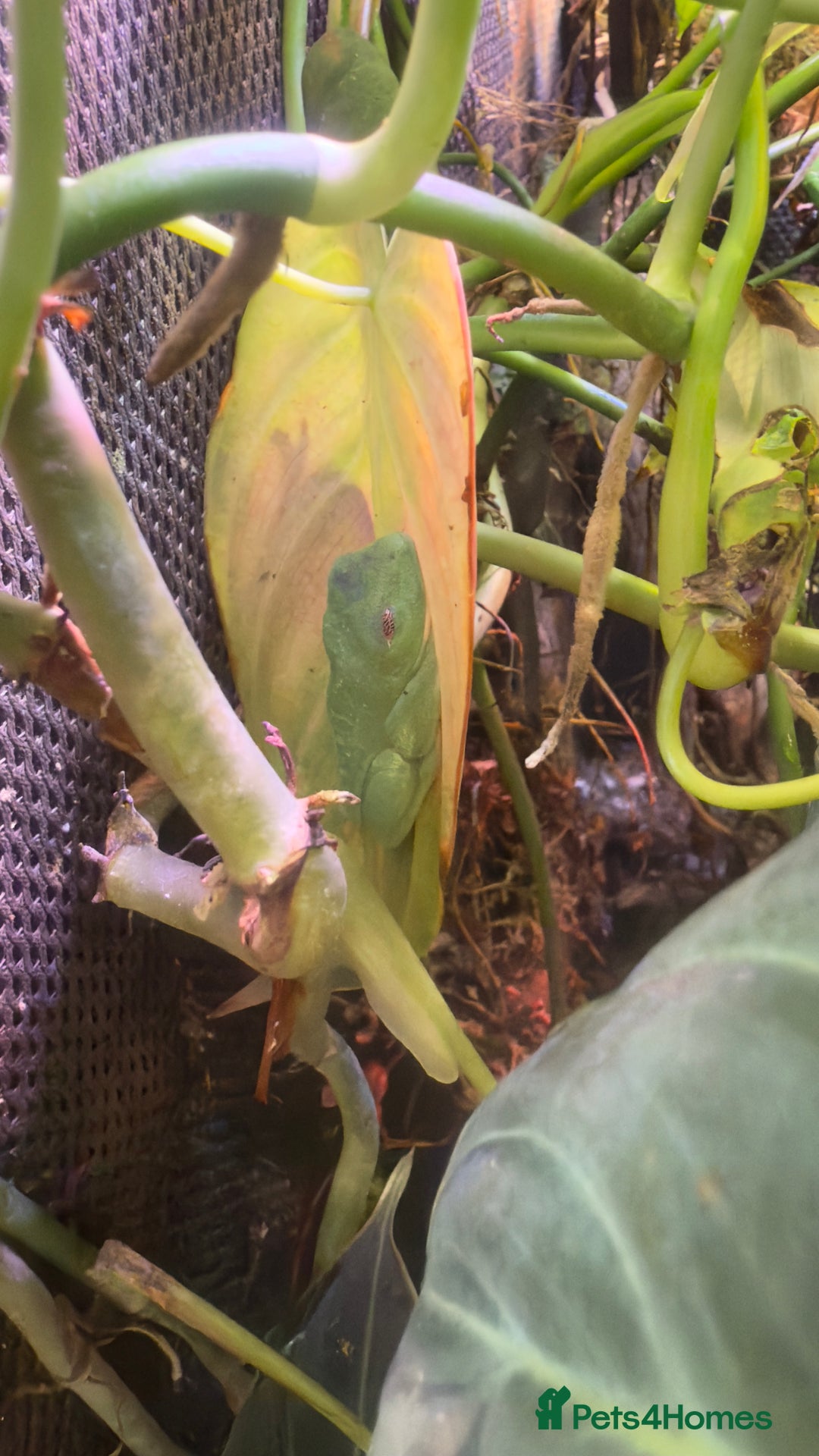 Frog reptiles for sale: Albino red eyed tree frogs and set up  - Image 3