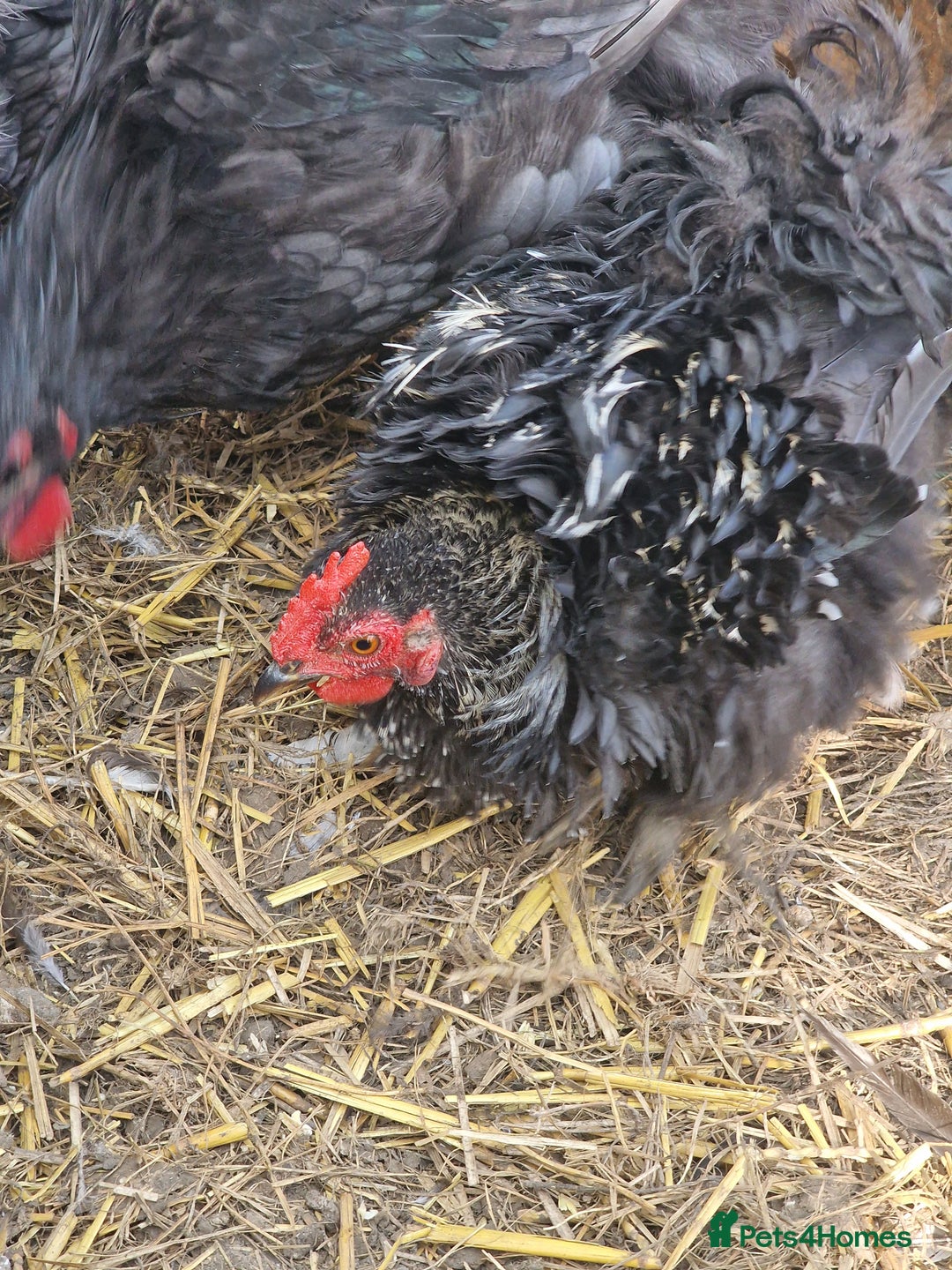 Chickens poultry for sale: Point of Lay hens Jersey Giants, Pekin & Olive egg - Image 17