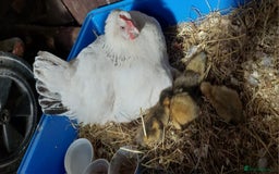 Ducks poultry for sale: White Sussex Hen with 5 Ducklings  - Image 1