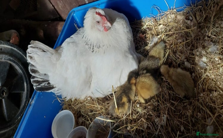 Ducks poultry - Advert 1