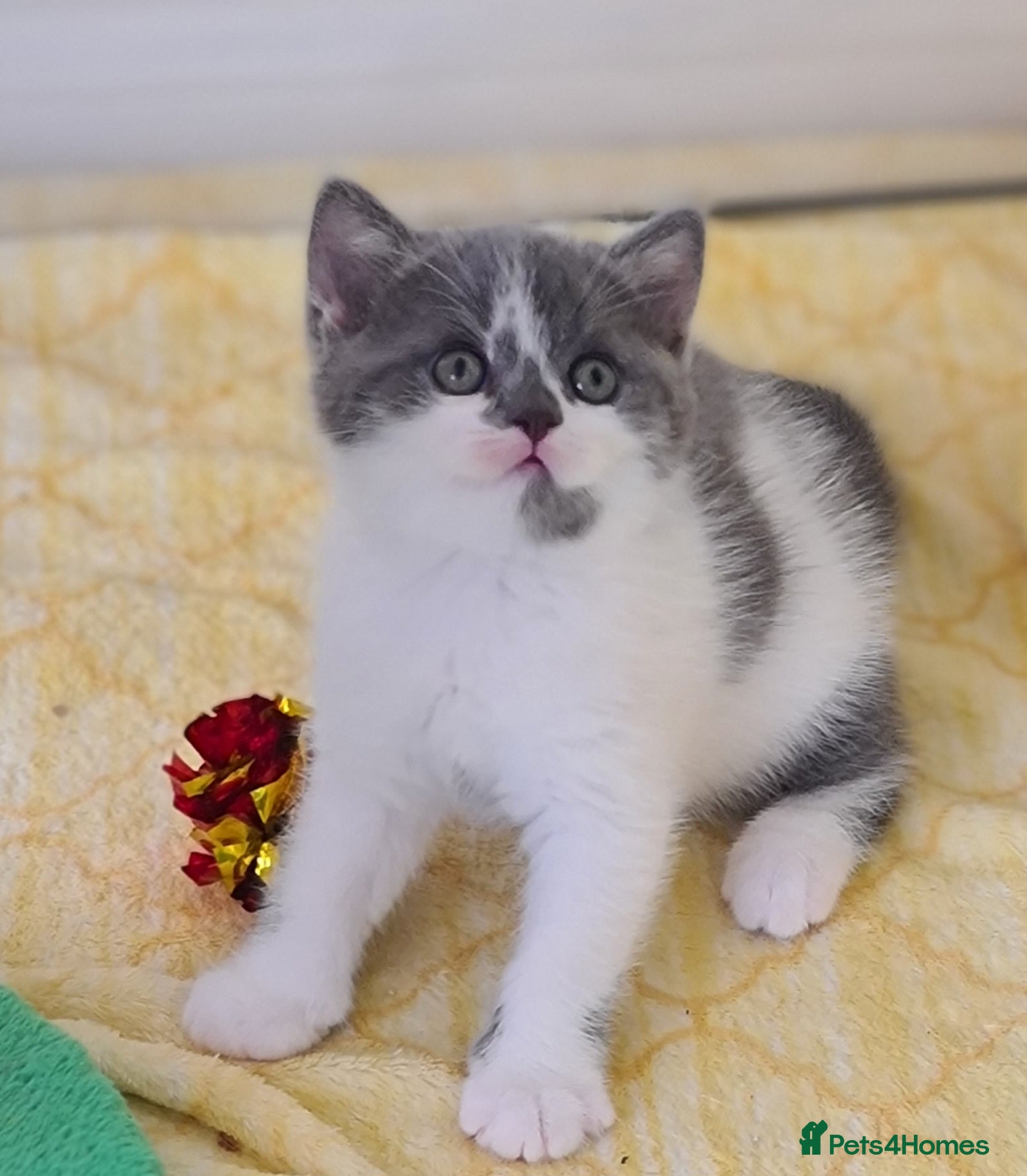 British Shorthair cats British ShortHair kittens GCCF  - Advert 3