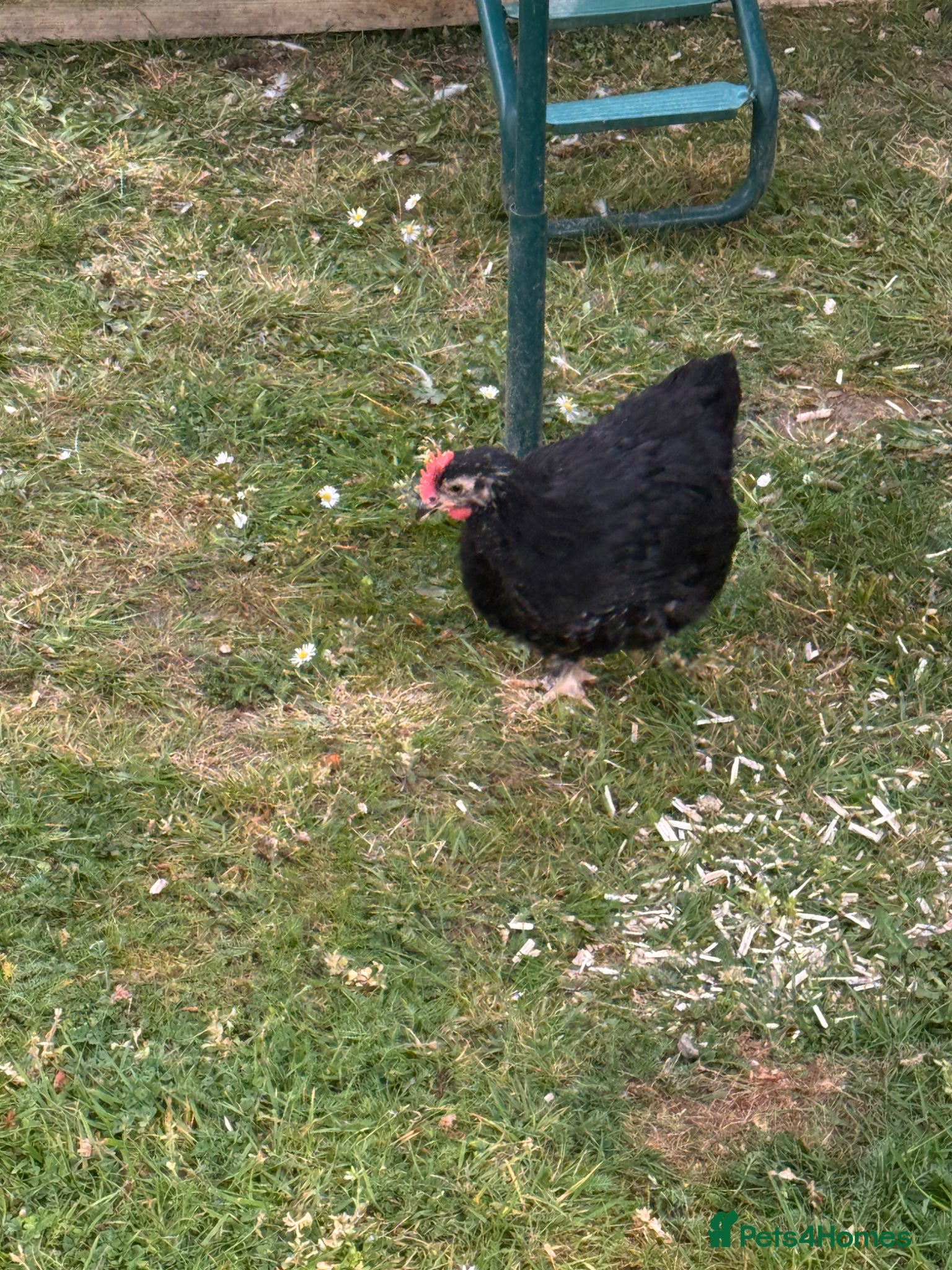 Chickens poultry for sale: Pekin polish barnyard mix cockerel - Advert 3