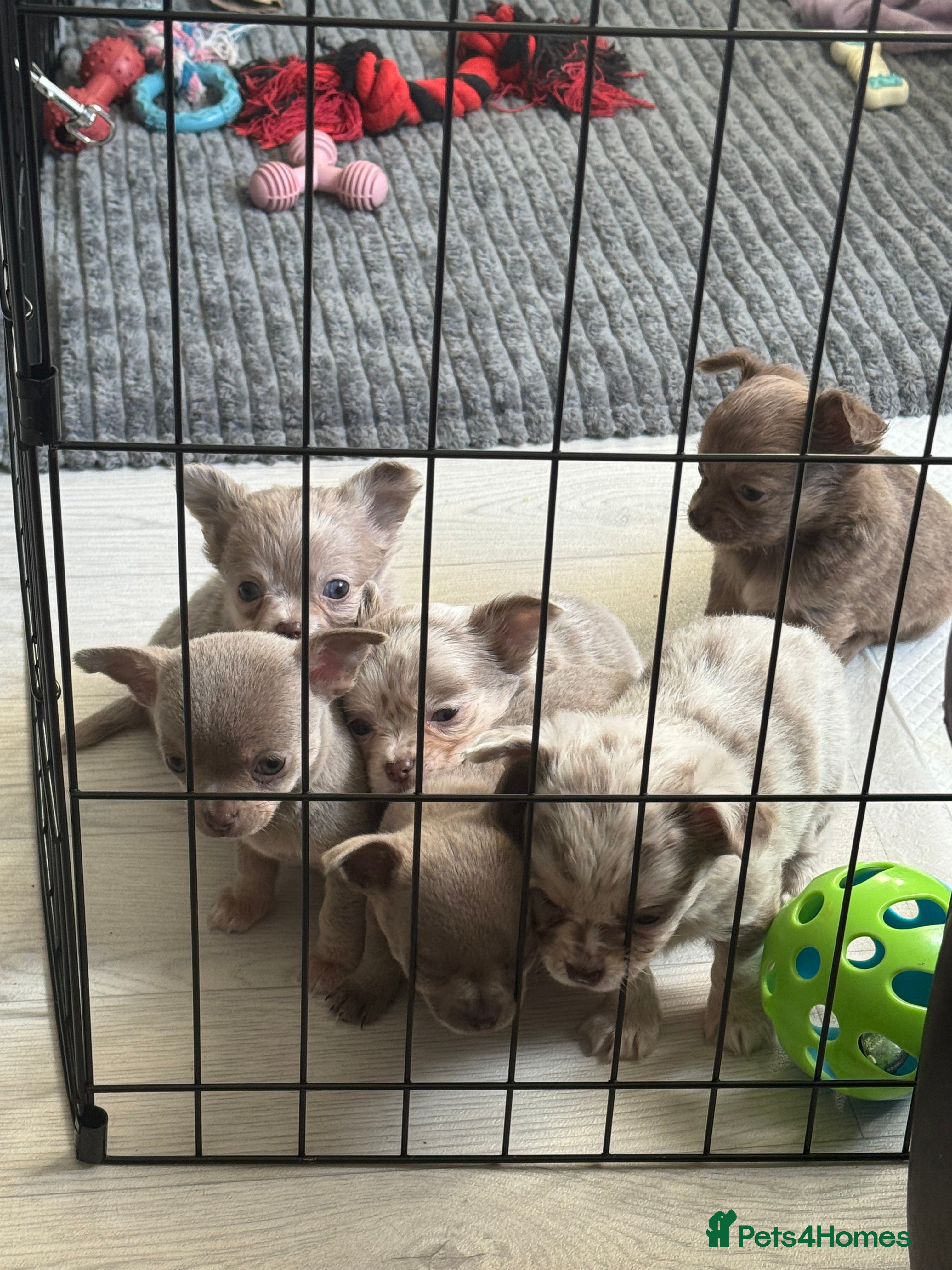 Chihuahua dogs *** STUNNING CHIHUAHUA LITTER**** - Advert 1