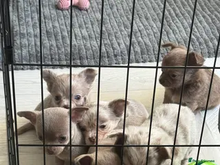 Chihuahua dogs *** STUNNING CHIHUAHUA LITTER**** - Advert 1