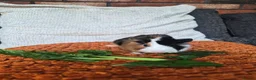 Guinea Pig rodents for sale: Baby guinea pigs - Advert 5