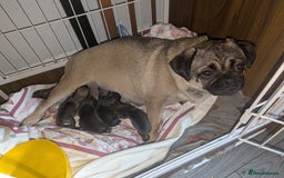 Mixed Breed dogs for sale: Pugshire - Image 4