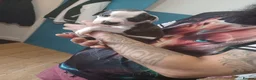 Staffordshire Bull Terrier dogs for sale: Puppy Staffordshire Bull Terrier - Advert 2