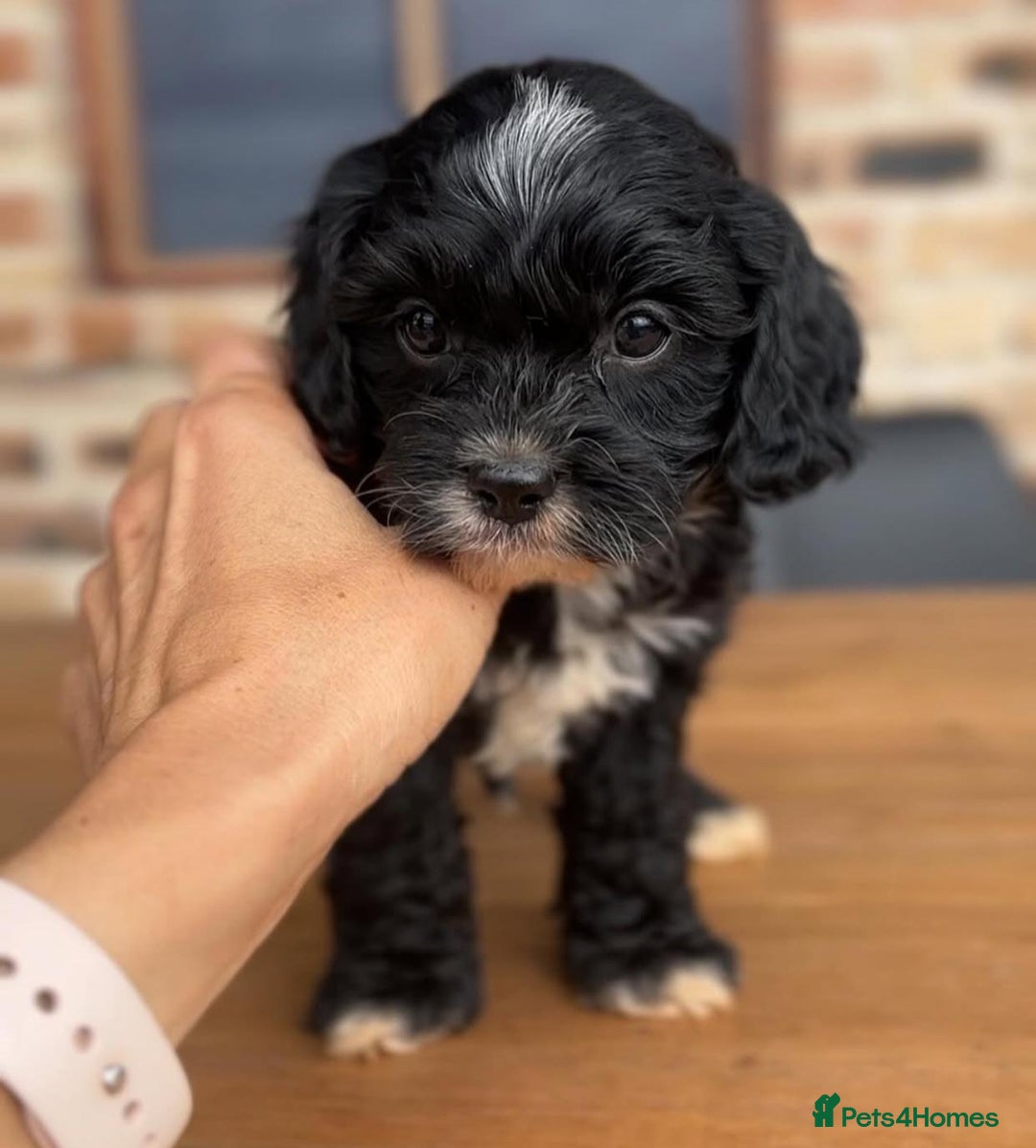 Cavapoo dogs for sale: Beautiful purebred Cavapoo Puppies - Image 12