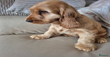 Cocker Spaniel dogs - Advert 1