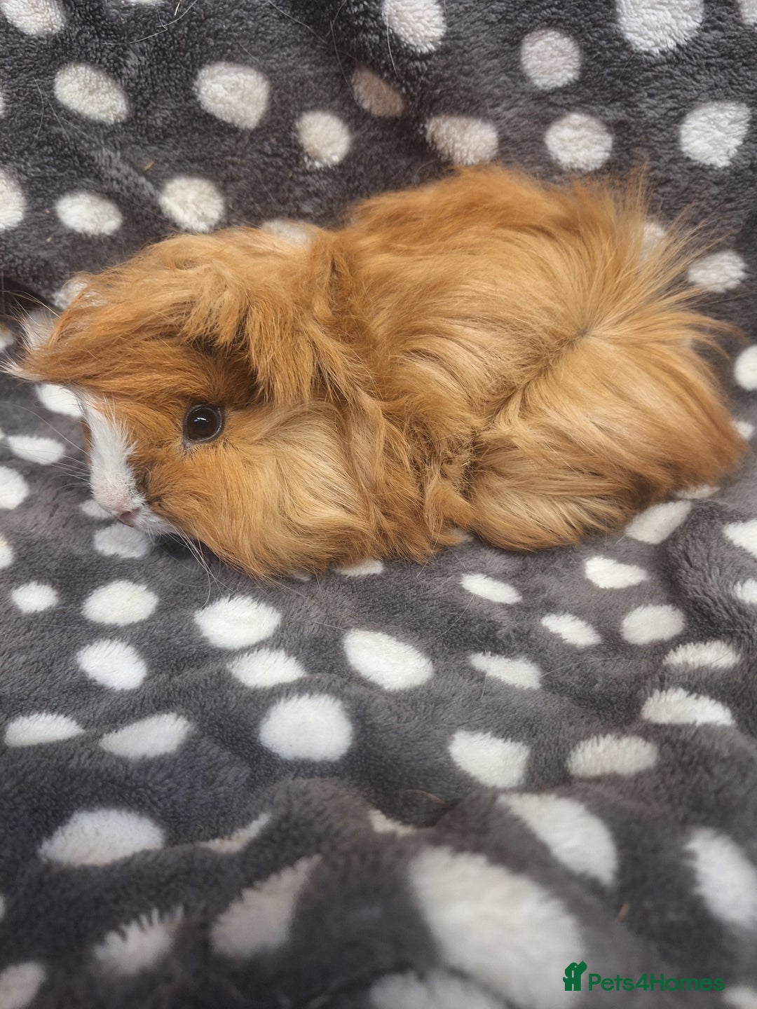 Guinea Pig rodents for sale: Baby male peruvian guinea pigs  - Advert 13