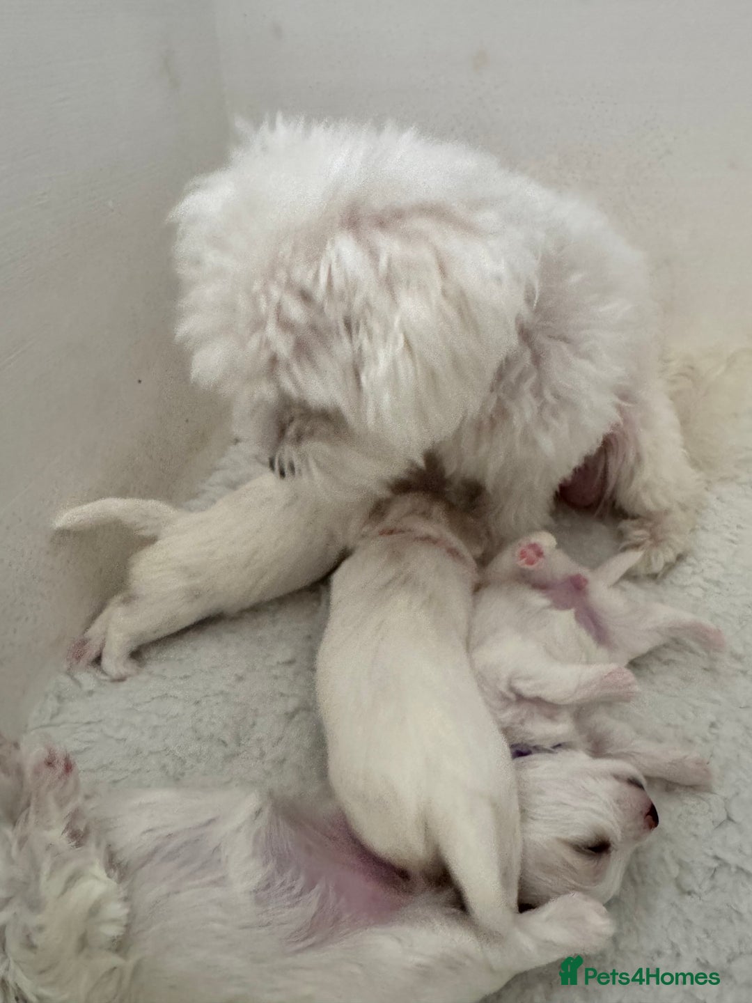 Maltese dogs for sale: 5 Generation KC registered Maltese - Image 1