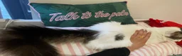 British Longhair cats for sale: 3 Fluffy Cuddly Kittens looking for homes - Advert 2