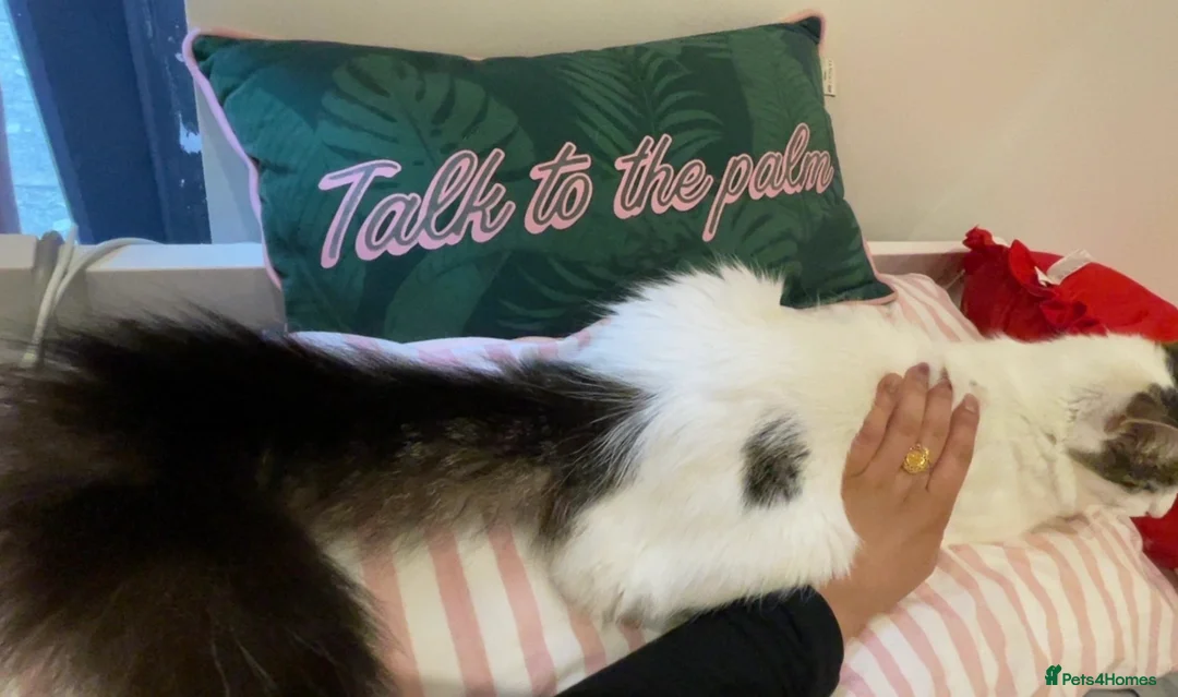 British Longhair cats for sale: 3 Fluffy Cuddly Kittens looking for homes - Advert 2