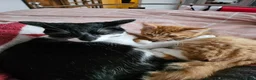 Mixed Breed cats for sale: Young adult Ginger male cat looking for new home - Advert 5