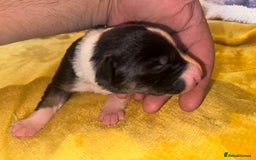 Border Collie dogs for sale: 7 beautiful border collie pups  - Advert 16