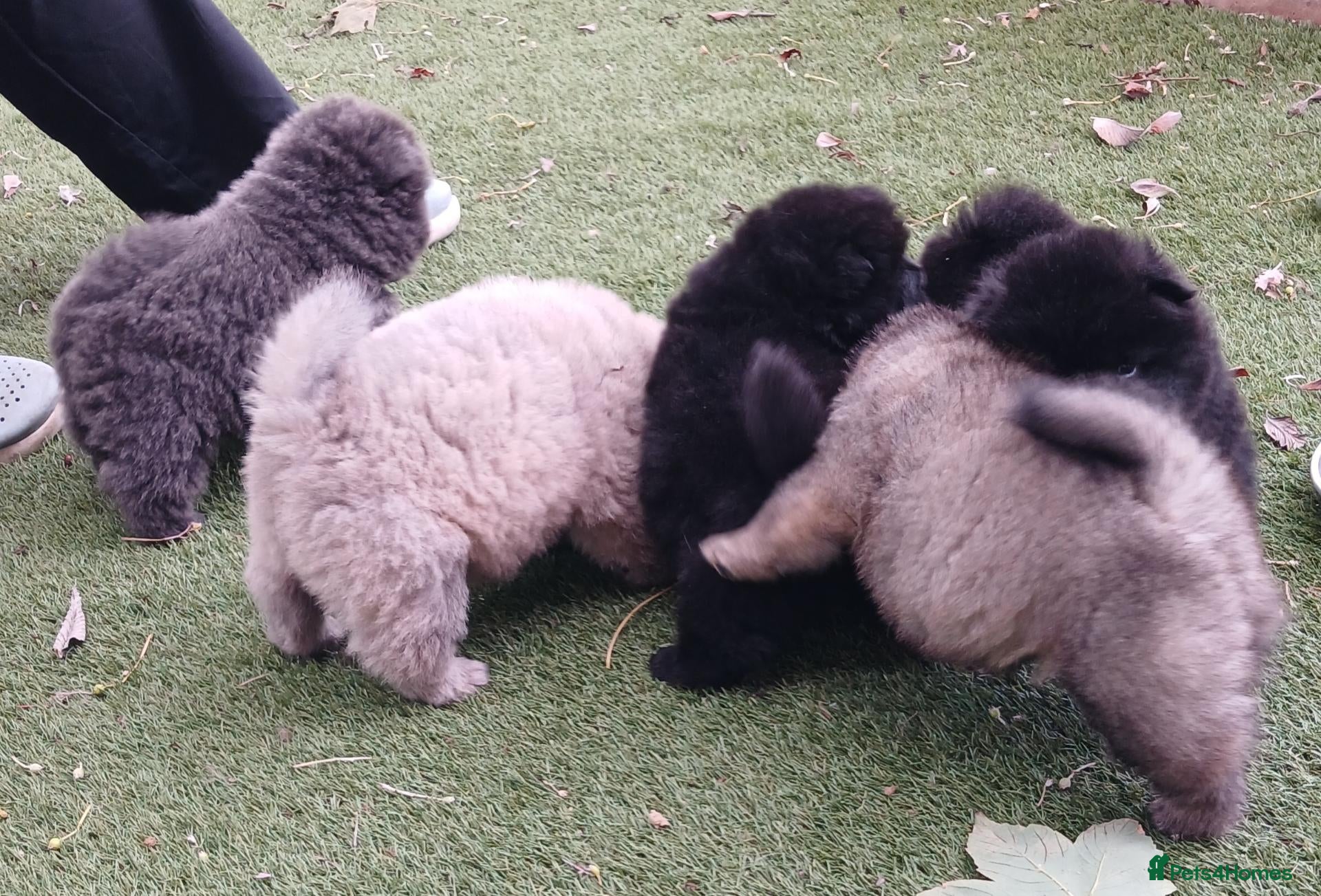 Chow Chow dogs Beautiful kc registered chow chow pups - Advert 4
