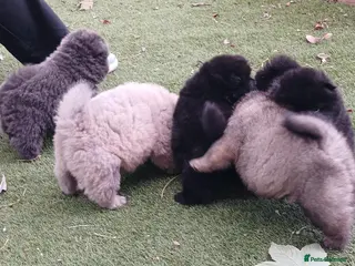 Chow Chow dogs Beautiful kc registered chow chow pups - Advert 4