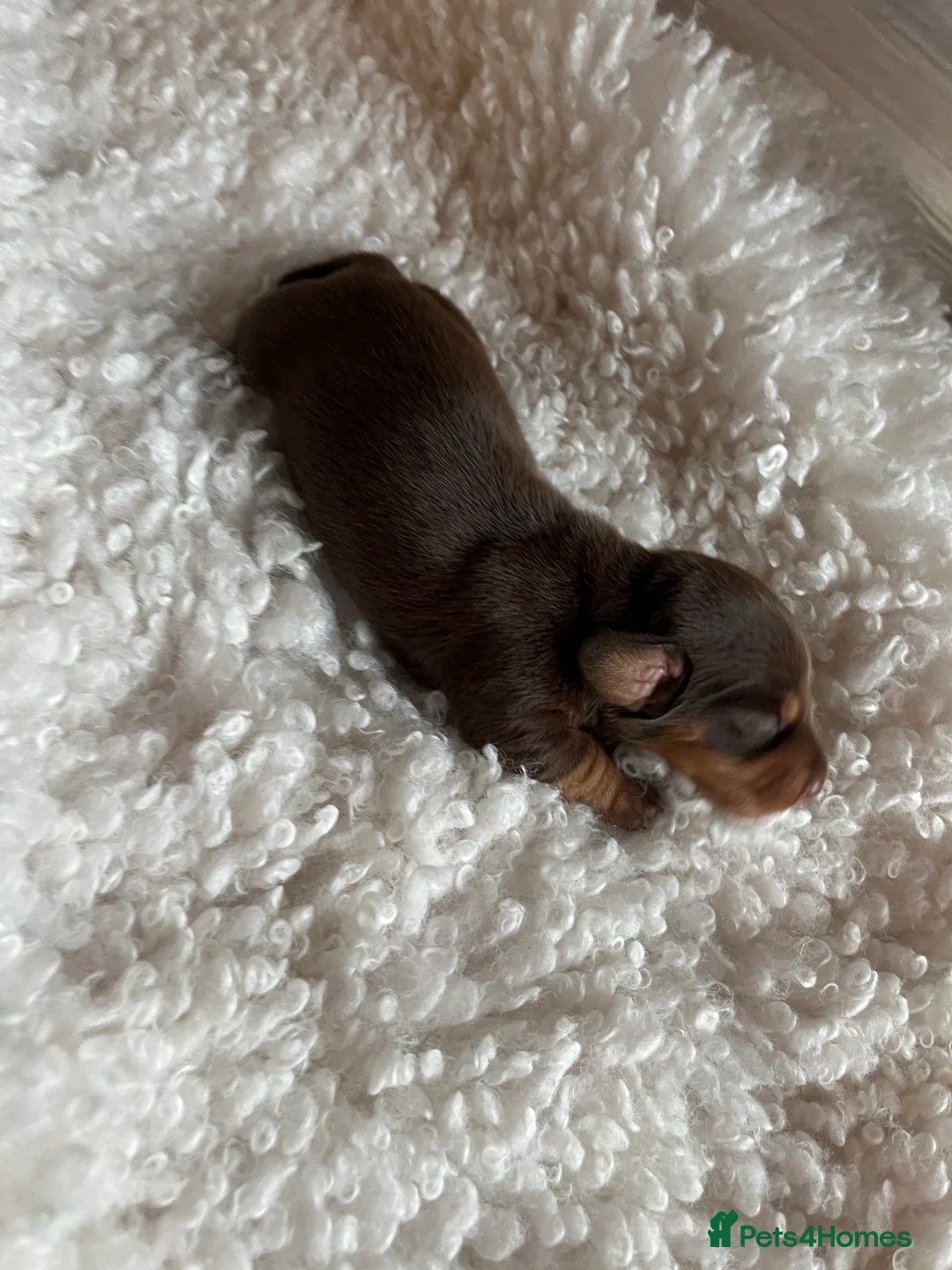 Miniature Dachshund dogs for sale: Miniature dachshunds for sale  - Advert 27