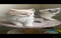 British Longhair cats for sale:  😻 BEAUTIFUL BLH 😻 2 boys READY TO LEAVE  in Milton Keynes - Image 17
