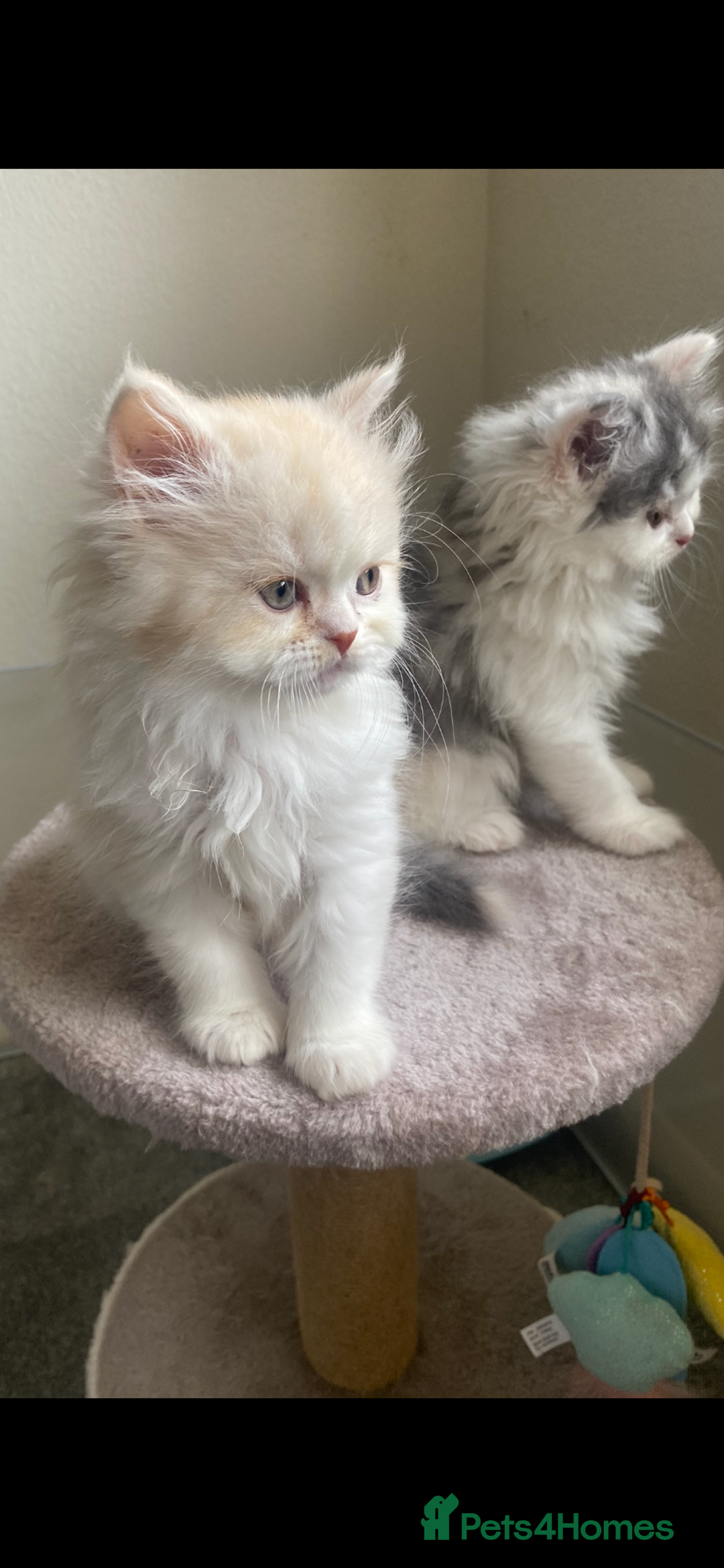 British Longhair cats for sale:  😻 BEAUTIFUL BLH 😻 2 boys READY TO LEAVE  in Milton Keynes - Image 17