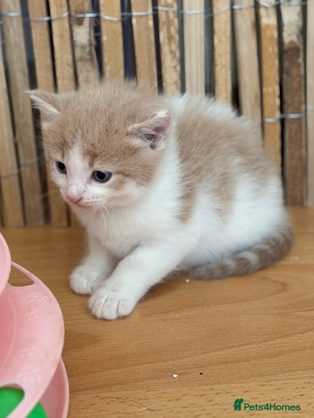 British Shorthair cats for sale: Looking for new home!!! - Advert 8