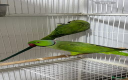 Ringnecks birds for sale: Breeding Pair Of Indian Ringneck Parrots - Image 2