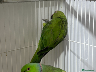 Ringnecks birds - Advert 9