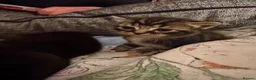 Mixed Breed cats for sale: Beautiful babies in Leamington Spa - Advert 9