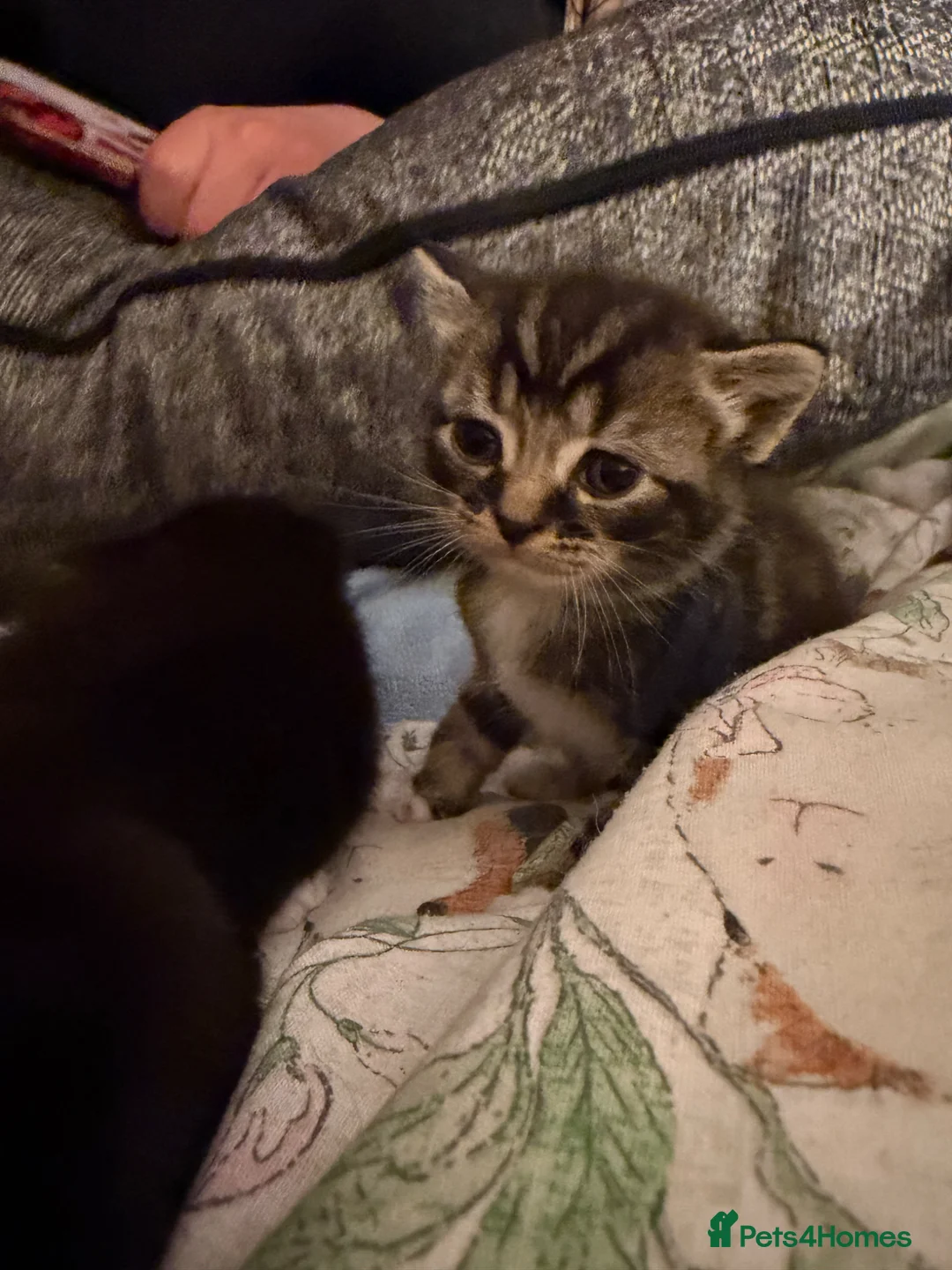 Mixed Breed cats for sale: Beautiful babies in Leamington Spa - Advert 9