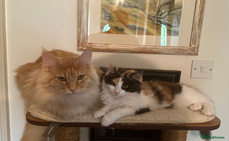 Maine Coon cats - Advert 1