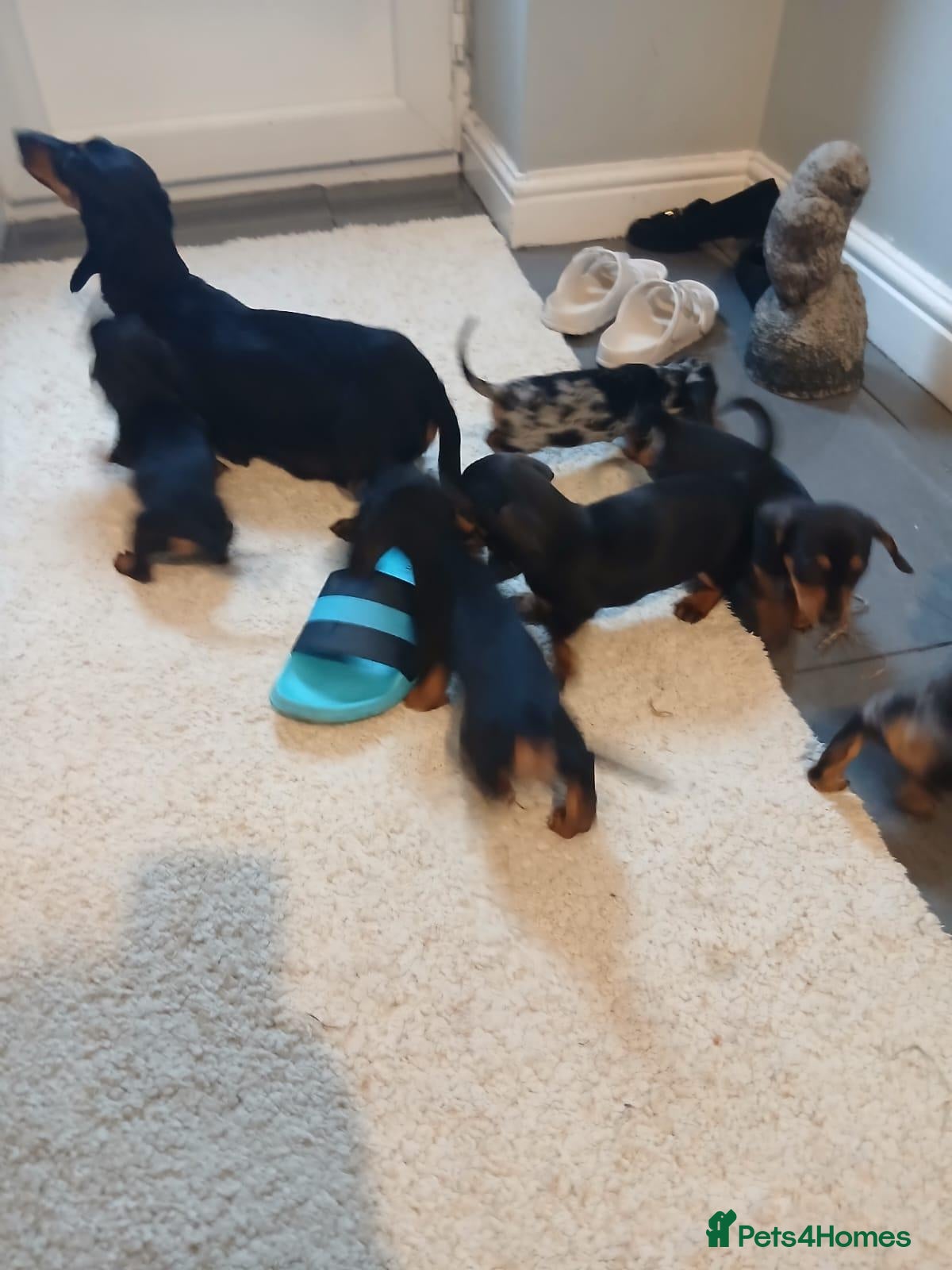 Dachshund dogs Dashound - Advert 3