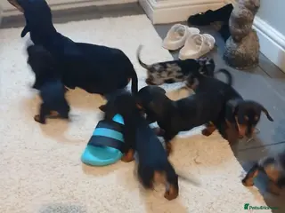 Dachshund dogs Dashound - Advert 1