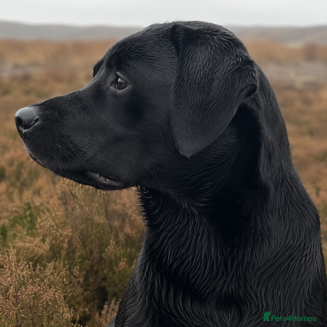 Labrador Retriever dogs Hercules Of Keepers Cottage - Advert 14